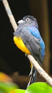 1.6K reactions · 24 comments | The Green-backed Trogon (Trogon...