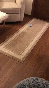 Go speed racer, GO! | Dountin