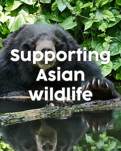 13K views · 391 reactions | ❤️Learn more about our mission to protect and preserve Asian Wildlife around the globe. 憐 | Asia Wild | Facebook