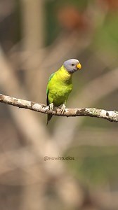 7.5K views · 116 reactions | Tiny Tree Plum Headed Parakeet #parrot #parakeet #plumheadedparrot #bird #wildlife #nature HA68942 | HAWI Studios | Facebook