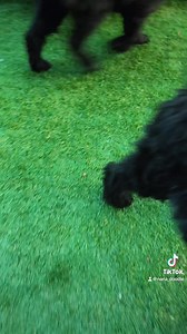 1.1K views · 94 reactions | #pizza girls. | Michigan Doodle Rescue Connect | Facebook