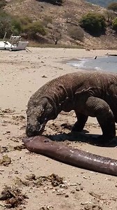 Komodo dragon #Komododragon #wildlife #wildlifephotography #wildlifeplanet #wildlifephotographer #wildlifeaddicts #facebook #instagram #instagood #youtube #tiktok #love #photography #twitter #likeforlikes #memes #fashion #style #outfit #health #fitness #travel #explore #nature #adventure #vacation | Komodo Dragon