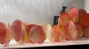 It’s getting HOT in here! Come check out our tank full of beautiful red discus ❤️ Open daily 11-7 | Aqua Life Aquarium