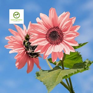 30 Pink Sunflower Seeds, Rare Organic Flower for Planting, Unique Garden Bonsai Variety - Etsy