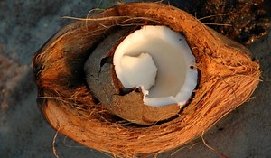 How Researchers in West Java Saved the Beach With Coconut Fiber