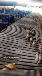 34K views · 384 reactions | This’ll Do Farm on Reels | Facebook