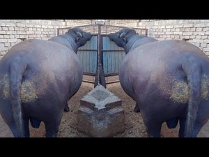 Proven Buffalo Breeding Bulls of Bajwa Buffalo Dairy Farm