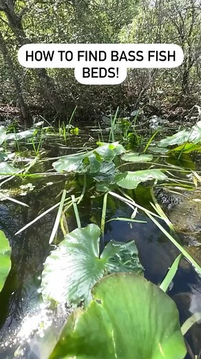 1.6K views | A bass bed is typically a sandy area cleared out by a male bass for female bass to lay their eggs. The male bass uses its fins in a circular motion to brush away the dirt creating a circle depression. This starts the spawning process. Have you seen a bass bed while out fishing? #bassspawn #fishfacts #howtofish | Take Me Fishing | Facebook