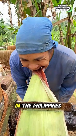 From fiber to fabric 🌿 The art of harvesting abaca, a Philippine treasure #worldcountrysidelifevlog #AbacaLove #SustainableFashion #PhilippineTradition DISCLAIMER NO COPYRIGHT INFRINGEMENT INTENDED | World Countryside Life Vlog