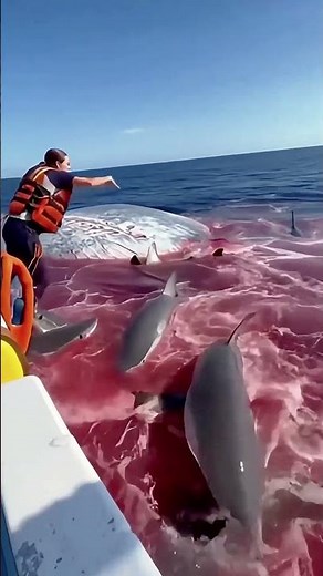 Shark Swarm Feasts on Whale! 🩸 Blood-Red Ocean is Unreal #OceanEcology #NatureRules
