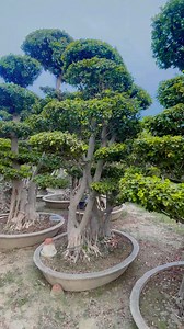 Ficus bonsai tree Price is 10lac each 0344 0455805 | AGP Nursery Farm