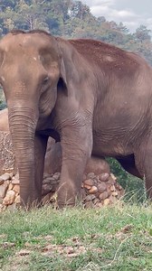 103K views · 10K reactions | Great Grandma SangDao loves to exfoliate . Even in her eighties, she is still inspired as a woman, to care for her body and to celebrate her own beauty. | Elephant Nature Park | Facebook