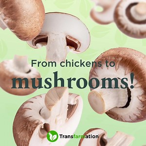 3.2K views · 26 reactions | Tom Lim raised chickens in North Carolina...