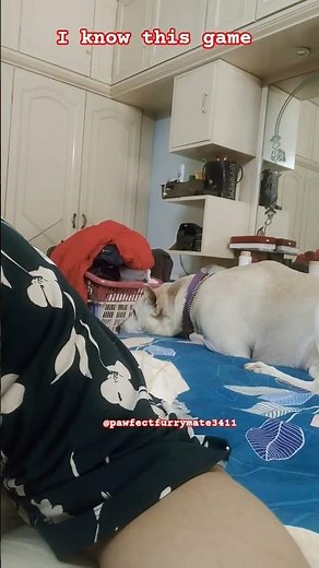 Bruno's fed up of my Shenganians 😂 #funny #pets #bruno #youtubeshorts #dog #shorts