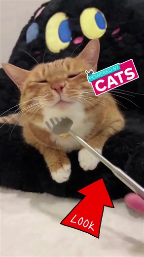 WUPPLES® - CVS Gift Card | CVS Pharmacy Gift Card | CVS. Shop smarter with a CVS gift card! Use your CVS Pharmacy gift card for health, beauty, and essentials. Explore CVS and gift cards for every occasion! https://ecards.wupples.com/cvs-gift-card/ #wupples #cvsdeals #cvsclearance #cvslife #cvspharmacy | Wupples MMA