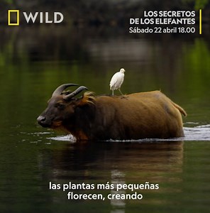 En esta nueva serie documental producida por James Cameron, viajarás por los parajes más espectaculares de África descubriendo a distintas familias de elefantes, dónde conocerás los secretos más recónditos de estas criaturas tan extraordinarias y parecidas a nosotros. LOS SECRETOS DE LOS ELEFANTES, estreno esta tarde a partir de las 18.00 en Nat Geo Wild. Especial #DíaDeLaTierra | National Geographic