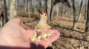 A Red-bellied Woodpecker enjoys a leisurely breakfast. A White-breasted Nuthatch believes it’s a little too leisurely and communicates to the Woodpecker that he should leave. | Jocelyn Anderson Photography