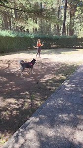 37K views · 2.2K reactions | ¡Todos a por Max! 藍 #huskylife | Max the husky | Facebook