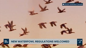 Manitoba Wildlife Fed. welcomes new waterfowl regulations for American