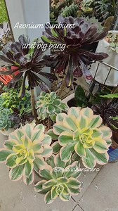 4.3K views · 792 reactions | Aeonium Sunburst ( yellow shades ) and Big Bang ( purple/ green shades ) ❤️❤️❤️ #bikolanahardinera #aeonium #aeoniums #plantsmakepeoplehappy #collection #plantsofinstagram #plants #plantita #succulentsofinstagram #succulents | Bikolanahardinera | Facebook