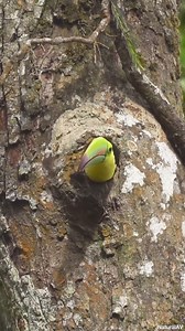 Daily African Animals on Reels