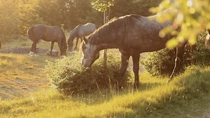 Un cheval se nourrit près d'un : vidéo de stock (100 % libre de droit) 3952980217 | Shutterstock