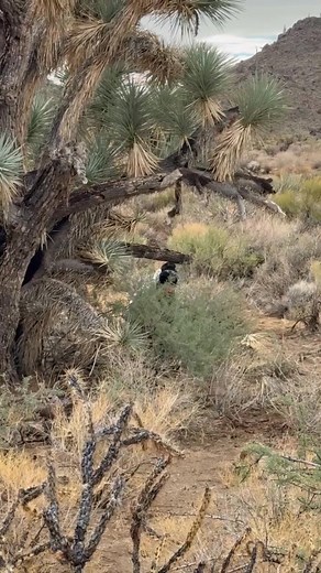 Watering the cactus | Mike Cummings