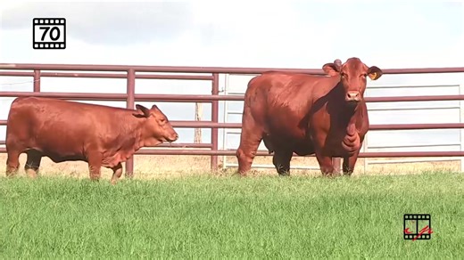 Beefmaster Breeders United on Reels