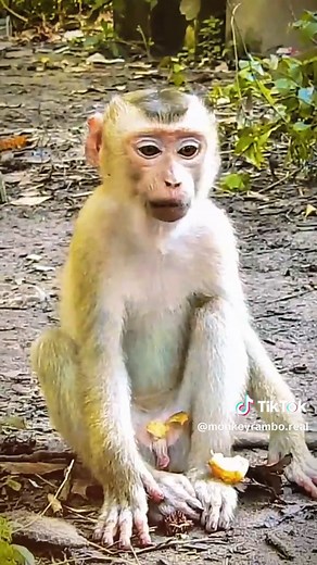 monkeyrambo.real on TikTok