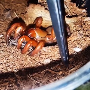 Trapdoor spiders are masters of surprise. | Insider Science