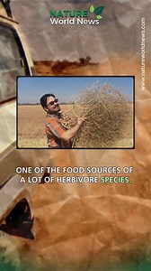Tumbleweed: Meet the Plant That Swallows Neighborhoods and Causes Road Accidents. #NatureWorldNews #Tornado #NaturalDisaster | Nature World News