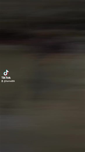 အမွှေစိန်လေး သည် TikTok ပေါ်တွင် ရှိသည်