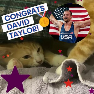 1.6K views · 175 reactions | Congrats to David Taylor on his Olympic gold medal win in wrestling today! Not only is David a phenomenal athlete, he and his wife Kendra are gold medal-worthy PAWS kitten fosters! Our kittens are practicing their wrestling moves in honor of his win. 祿‍♂️磊 (AP Photo/Aaron Favila) | Centre County PAWS | Facebook