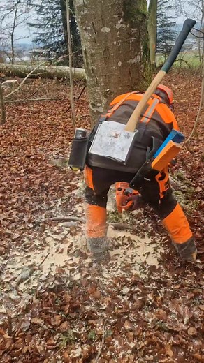 Fully loaded arborist taking down huge tree #usa #treecutting #arborist #treeservice #chainsaw #usareels #treefelling | Tree Arborist