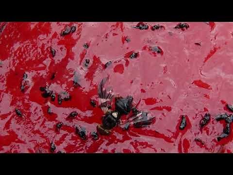 9 Checking Sticky Traps - Prevention of Apple Maggots