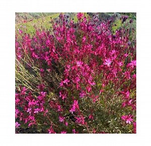 Gaura à fleurs rouges