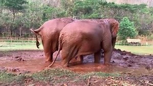 The elephant conversation while they are enjoying mud spa. It is so fascinating. | Elephant Nature Park