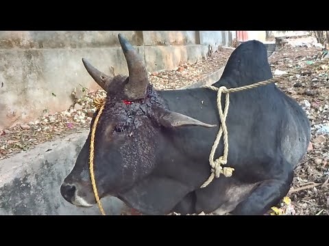 Bull grew but the rope did not, healing an excruciating wound