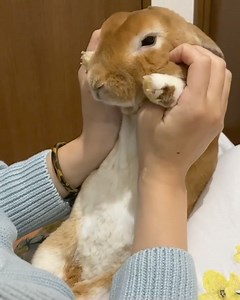 🎥 IG : minirex_judy | Bunny Instagram