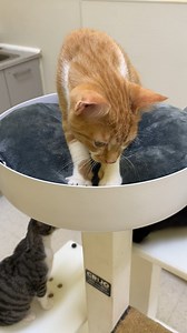 46 reactions | Happy Labor Day from all of us at Cat Angels! While we take a break to enjoy the holiday, Zinnia hard at work making the purr-fect biscuits.  Wishing you a relaxing and joyful day with your loved ones!  | Cat Angels Pet Adoptions | Facebook