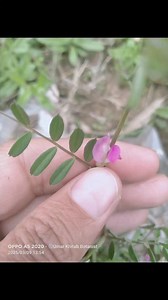 Vicia sativa Fabaceae #botany #biology #biodiversity | The Flora of Makhai Valley Dir Lower KP Pakistan | Facebook