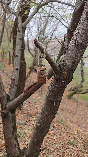 Survival Skills - How to Make Stormproof Matches for Extreme Conditions #survival #camping #trending #outdoors | Gettiz
