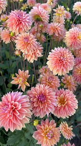 8K views · 103 reactions | Are you planting Dahlias this Spring? #dahlias #gardening #dahliaseason | DutchGrown | Facebook