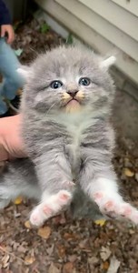 7.3K views · 368 reactions | Angry kitty  | Meow.com | Facebook