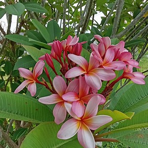 Garden Frangipani Plumeria Seeds, 30seeds - Etsy Canada