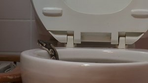Snake Toilet Stock Footage Video (100% Royalty-free) 1386892 | Shutterstock