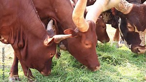Watusi Cattle Herd (Ankole-Watusi) Eating Grass In Livestock Farm (2 shots)