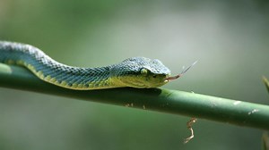 12 Jenis Anakan Ular yang Sudah Berbisa Sejak Menetas, Hati-Hati Jika Menemukannya