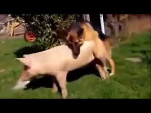 Dog mating with pig in garden