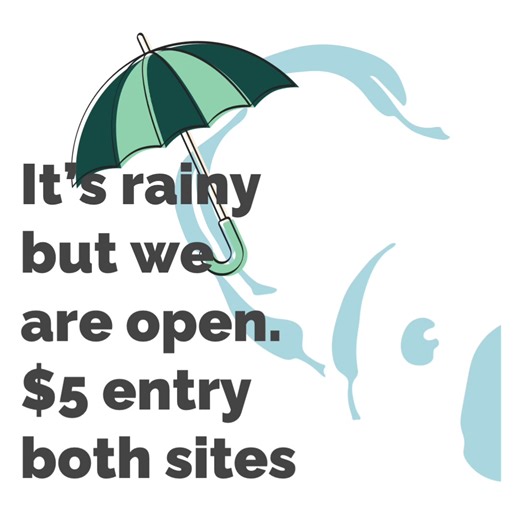SATURDAY 18 JAN - $5 ENTRY 🌿 It is rainy but both our Koala Hospital Port Macquarie and Wild Koala Breeding Visitor Centre at Guulabaa - Place of Koala are open. And only $5 entry at both sites all day! So bring your ☂️ , your raincoat and your sense of wonder and come and learn about our precious, endangered koalas. 🌧️ Every ticket sold goes to helping us rescue, treat, rehabilitate and hopefully release, wild koalas… as well as to our vital breeding program 💚 #koalahospitalportmacquarie #wi